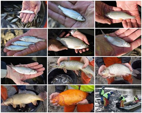 sportvisserij groningen drenthe zeker  vissen overgezet uit het balkengat  groningen