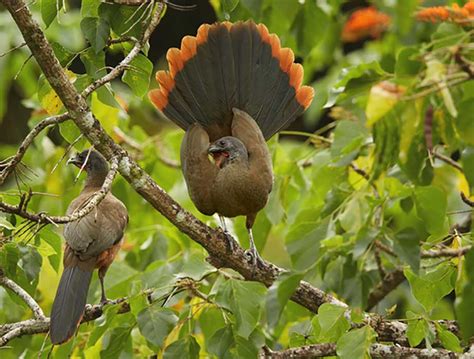 tobago  birders paradise