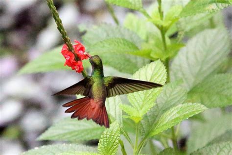 rufous tailed hummingbird western australian naturalists club