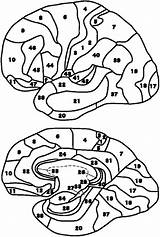 Brodmann Neocortex 1909 sketch template