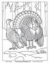 Coloring Pages Turkey Realistic Wild Animal Printable Animals Real Bird Hunting Birds Drawing Farm Two Life Print Book Duck Color sketch template