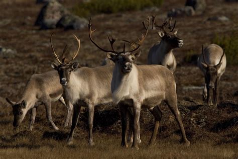 caribou species features facts info  wwfca