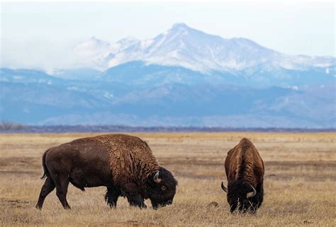 american bison  colorado photograph  scott horton
