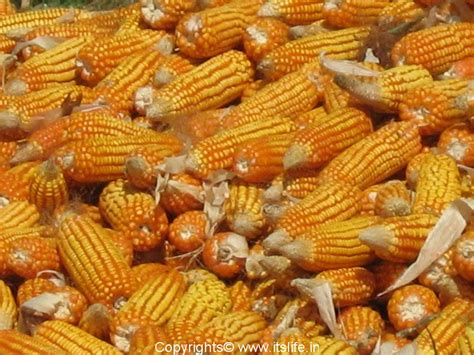 corn maize musikana jola makkai american sweet corn