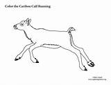 Caribou Calf Sponsors sketch template