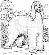 Coloringpagesonly Basset sketch template
