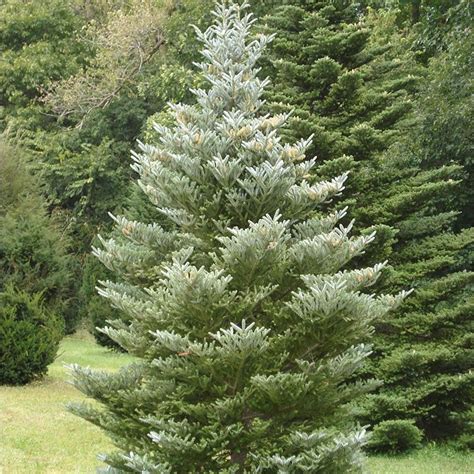 abies koreana silberlocke korean fir tree ornamental fir trees