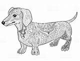 Dachshund Pages Teckel Ausmalbilder Doodle Adult Hunde Dackel Coloriage Erwachsene Grafiken Realistic sketch template