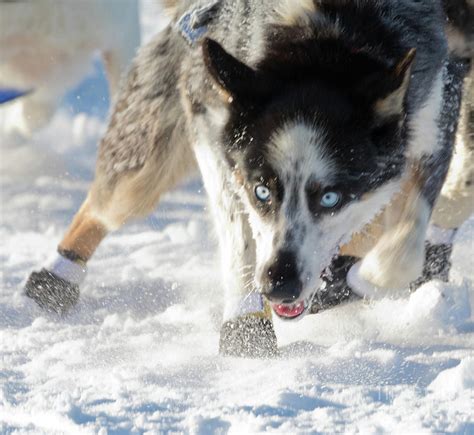 siberian husky sled dog pulling hard photograph  stephan pietzko