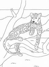 Panther Coloriage Panthere sketch template