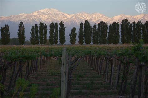 taste  diversity  guide  argentinas wine regions