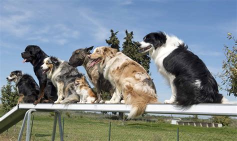 dog   group training class highland canine training