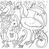Coloriage Animaux Australie Keys Bird Rainforest Sheets Ancenscp Coloringhome sketch template