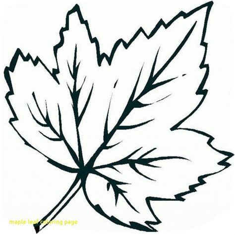 sugar maple leaf drawing    clipartmag