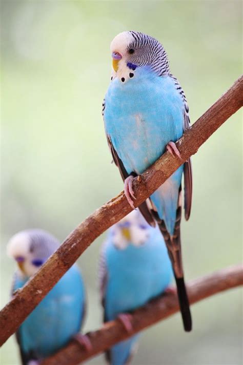 birds parakeets  aric jaye  px pet birds budgies bird blue parakeet