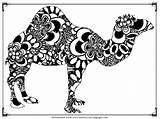 Camel Coloring Pages Getdrawings Print sketch template