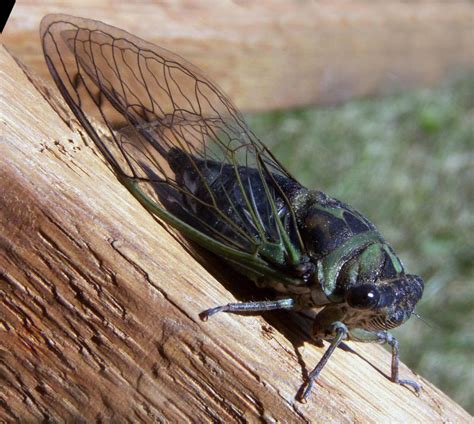 study finds evidence   adaptive evolution  cicadas
