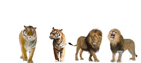 Siberian Tiger And Bengal Tiger Vs 2 African Lions