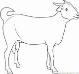 Goat Coloring Indian Pages Coloringpages101 Kids Goats Print Online sketch template