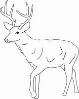 Deer Coloring Pages Template Tailed Printable Baby Cute Buck Antlers Whitetail Drawing Kids Clipart Animal Antler Color Print Templates Mule sketch template