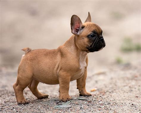 smallest dog breeds   world