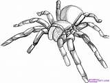 Draw Spider Tarantula Drawing Step Line Cool Drawings Sketches Coloring Bugs Sketch 3d Realistic Sketching Pages Do Colouring Choose Board sketch template