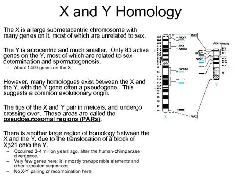 x and y chromosomes sex chromosomes