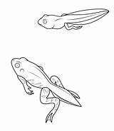 Coloring Tadpole Froglet Pages Printable Pluspng Frogs Frog Color Und Klick Bild Das Collection Drawing Supercoloring Categories Sheets Ausmalbild Polliwog sketch template
