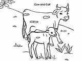Cow Calf Coloring Pages Dairy Drawing Netart Getcolorings Color Getdrawings Printable sketch template