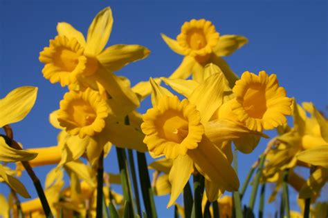 daffodils   photo  freeimages