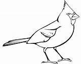 Cardinal Clipart Bird Coloring Pages Northern Cartoon Birds Red Colouring Color Collection Clip Cliparts Kids Designlooter Fred Pinclipart Library Cornell sketch template