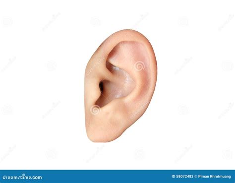 human ear closeup stock image image  clean auricle
