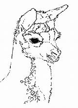 Alpaca Coloring Pages Drawing Line Designlooter Getdrawings Popular sketch template