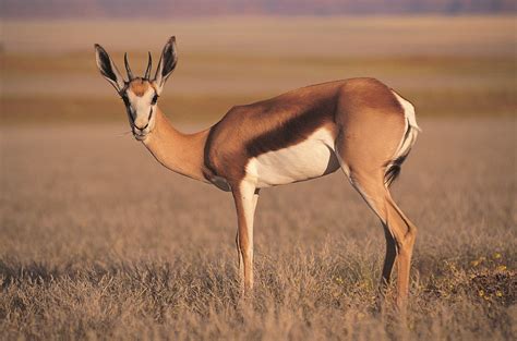 antelope wallpapers images  pictures backgrounds
