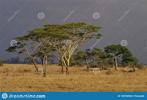 Safari In The Serengeti National Park Tanzania Africa