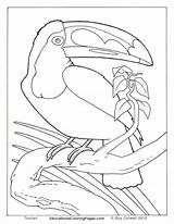 Coloring Pages Realistic Animal Animals Toucan Real Birds Color Two Book Baby Print Kids Wild Educationalcoloringpages Winter Printable Bird Fun sketch template