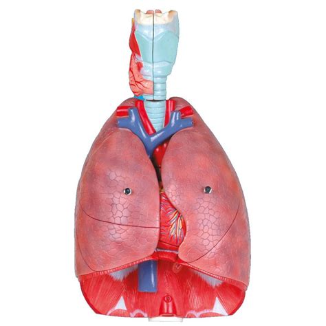 heart model wellden international inc respiratory system for