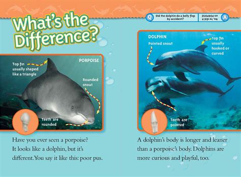 Is It A Porpoise Or A Dolphin National Geographic Society
