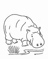 Hippo Coloring Riverbank Drink Netart sketch template