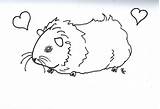 Pig Guinea Coloring Pages Print Color Ginnie Kids Printable Number Cute Animals Popular Adult Realistic Hamster Coloringhome Template sketch template