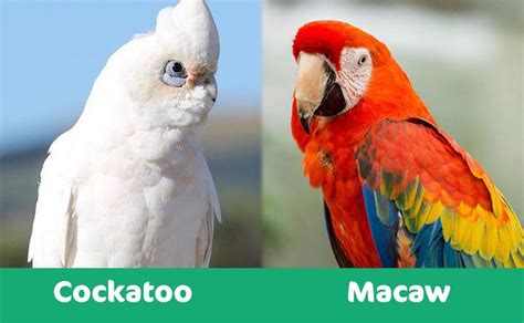 cockatoo  macaw     choose  pictures pet keen