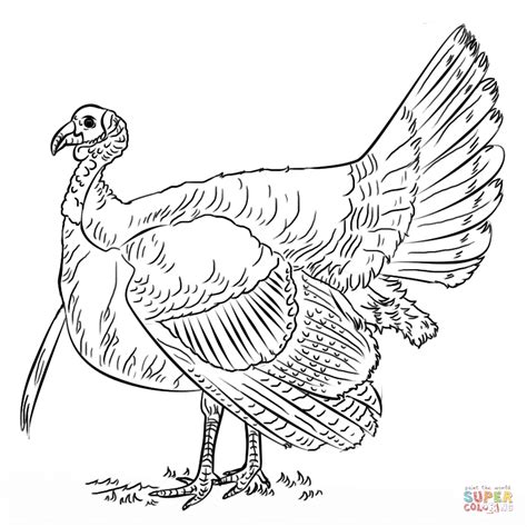 Wild Turkey Coloring Page Coloring Home