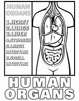 Coloring Organs Human Pages sketch template