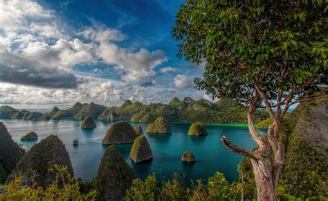 tree turquoise indonesia raja ampat sea ocean nature island hd