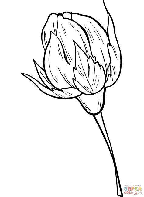 rose bud coloring page  printable coloring pages