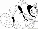 Fish Clownfish Fishes Coloringpages101 sketch template