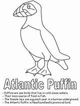 Puffin Coloring Newfoundland Pages Drawing Birds Bird Printable Clipart Map Getdrawings Canada Atlantic Canadian Line sketch template