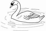 Cisne Nadando Descripción sketch template