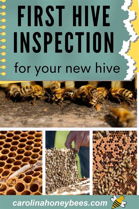hive inspection  printable hive inspection sheets artofit