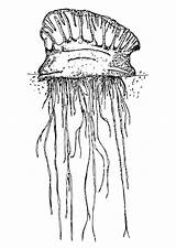 Medusa Jellyfish Qualle Colorare Kwal Disegno Malvorlage Educima Ausmalbilder Ausdrucken Educolor sketch template